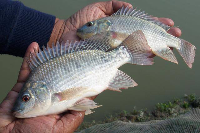 tilquei topo