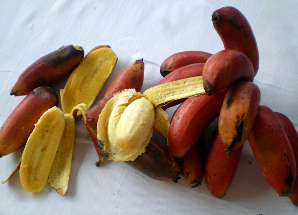 banaver2