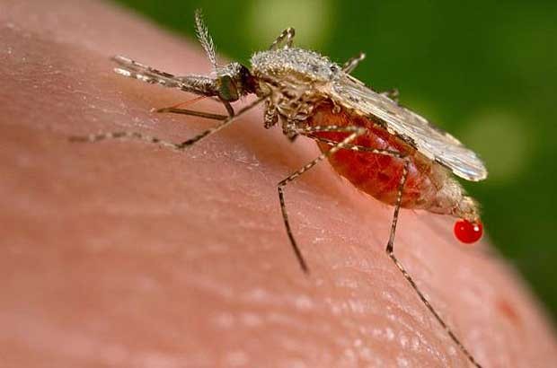 insecor topo