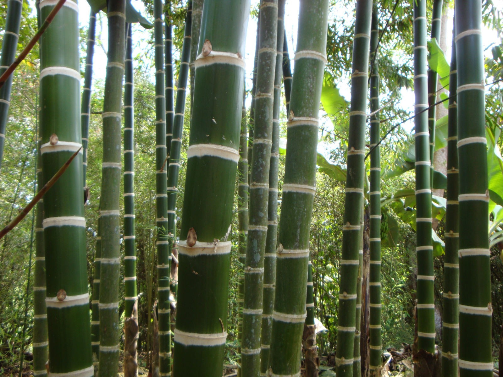 bambuna1