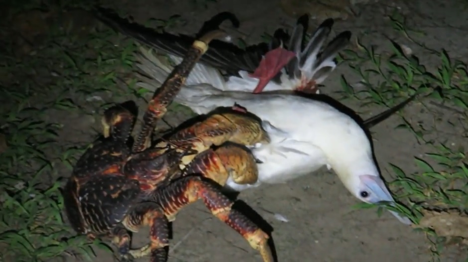 carangaiC