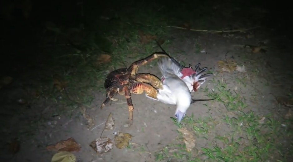 carangaiE