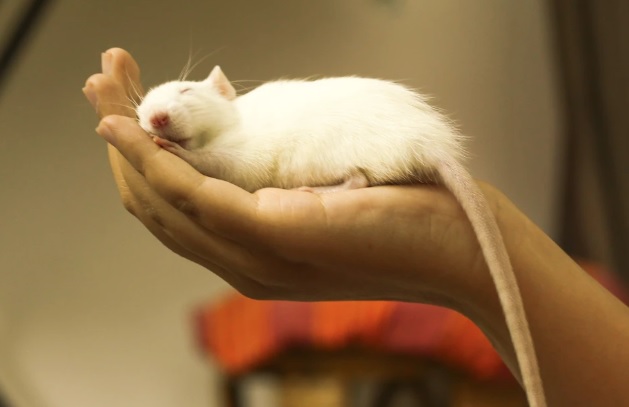 ratson1