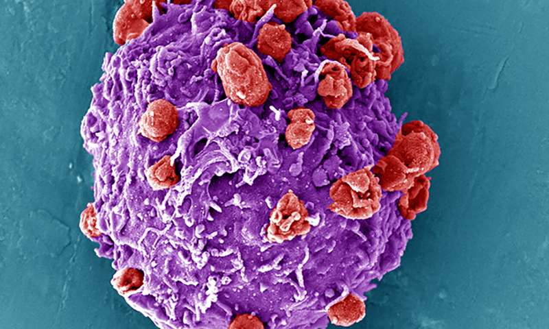 transflu1