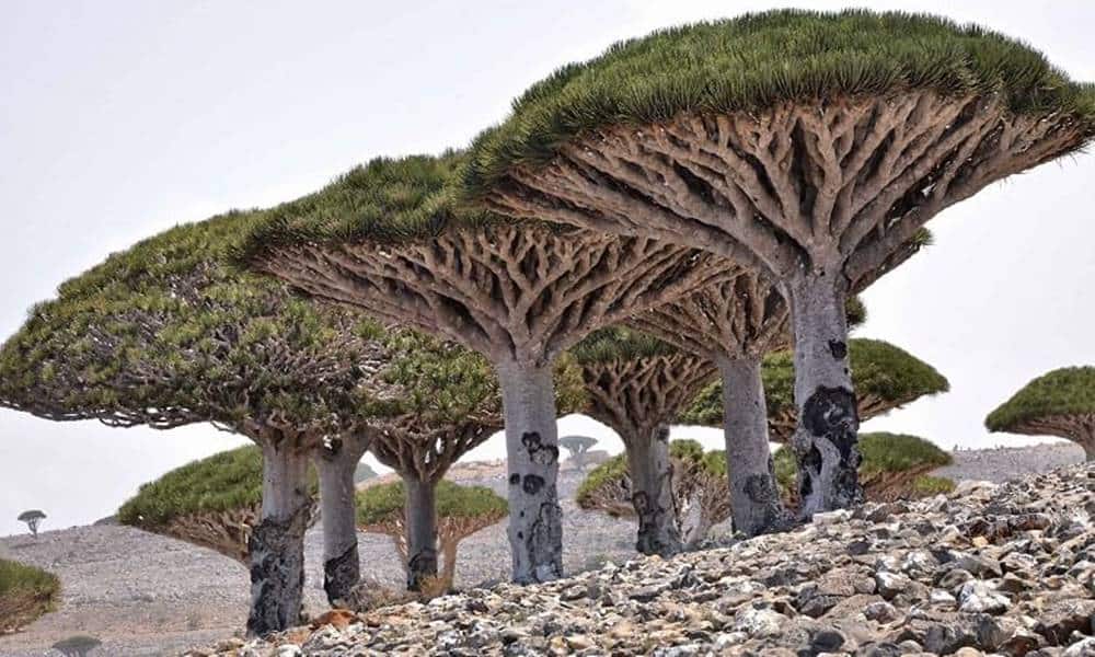 lugestranho 13 socotra