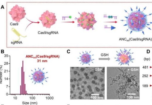 nanocap1