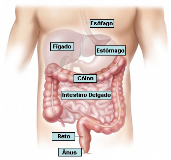 intestino_12