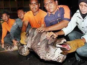 sapo_cobra_gigante