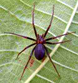 aranhas2