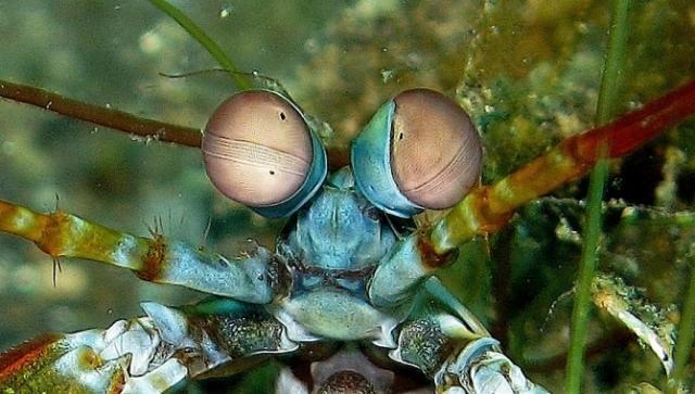 A Lagosta boxeadora - Pesadelo dos mares