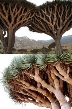 socotra2