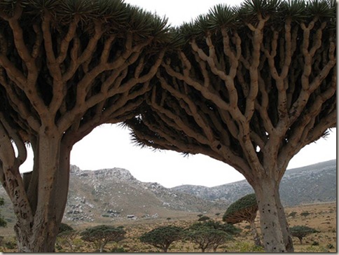 socotra3