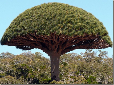 socotra5