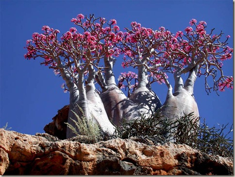 socotra9