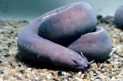 exotico hagfish