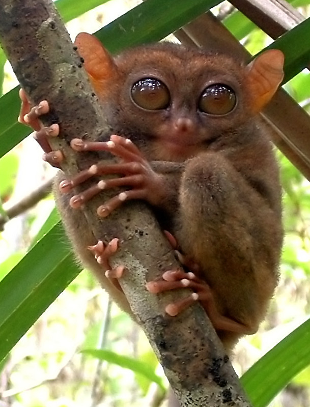 exotico tarsier