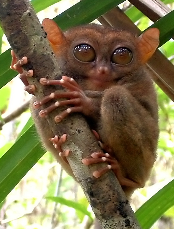 exotico tarsier