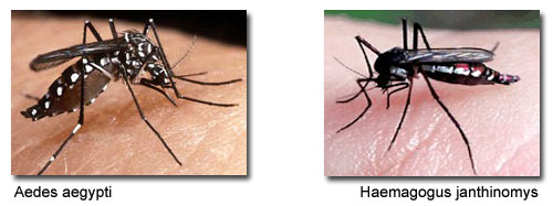 amarelaaedes