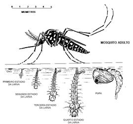 amarelahaema3