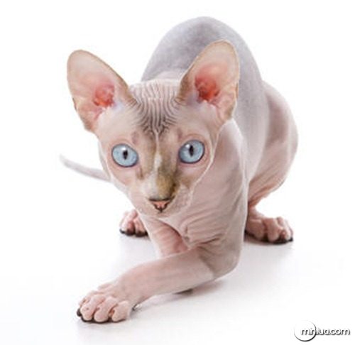 Sphynx