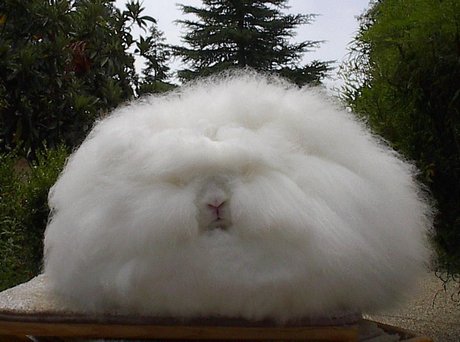 coelho angora