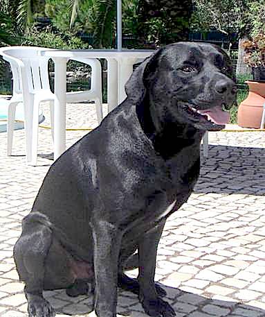 labrador