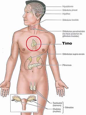 localizacao_do_timo