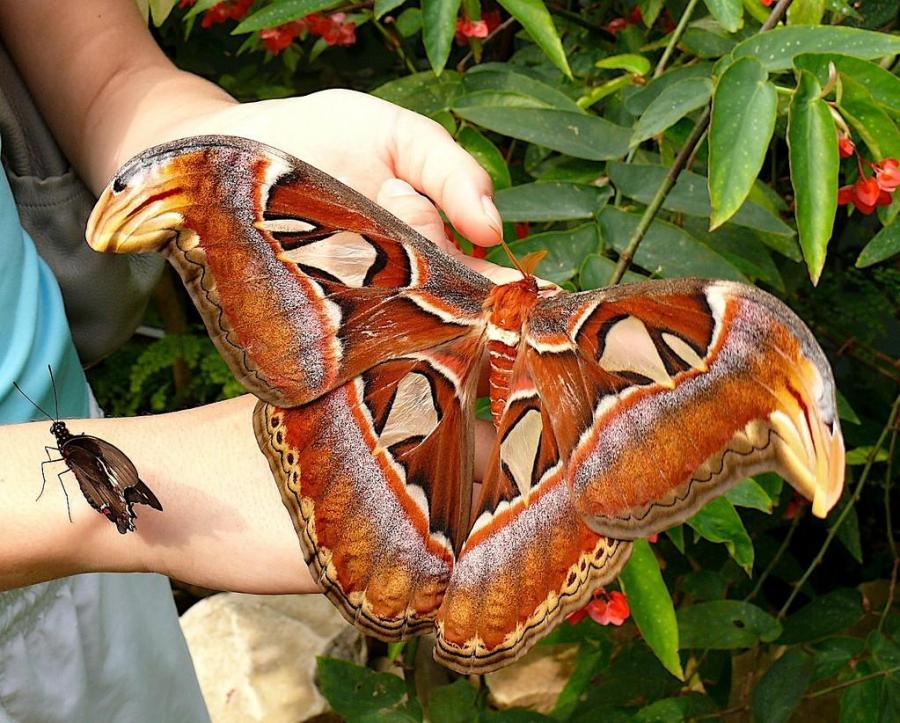 mariposa_gigante