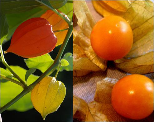 physalis