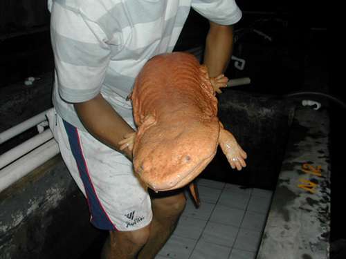 salamandra_gigante