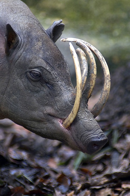 babirusa