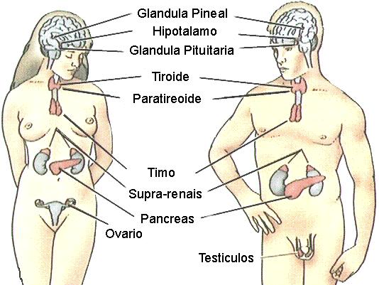 glandula_pineal