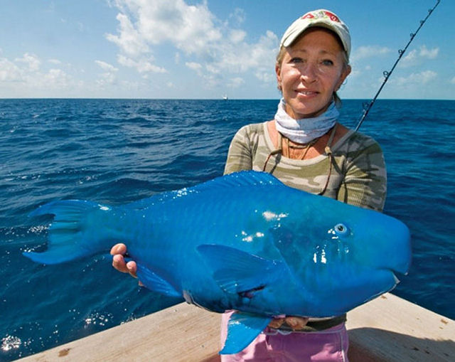 peixe papagaio azul