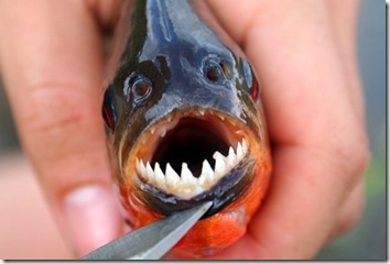 1 piranha