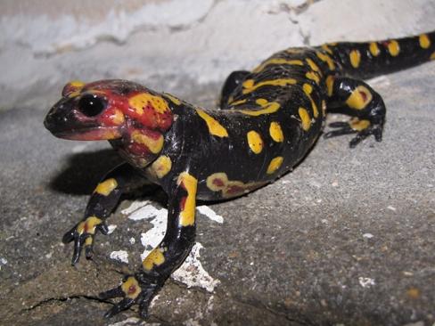 salamandra