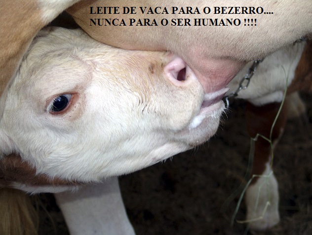 Bezerro mamando REFON 
