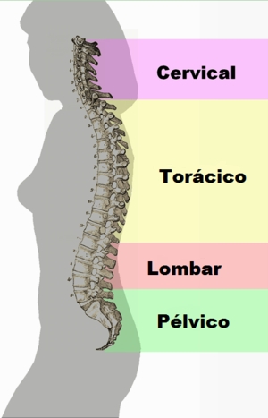 vertebral3