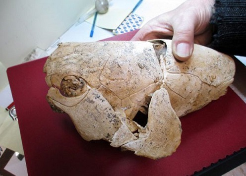 fossil peixe2