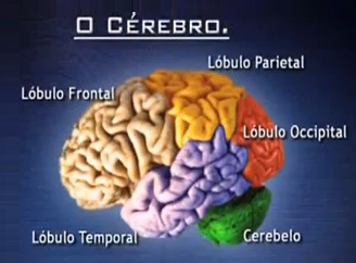 cerebro frontal