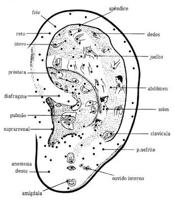 auriculoterapia pontos da orelha desenho
