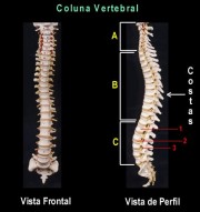 vertebral2