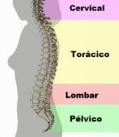 vertebral3