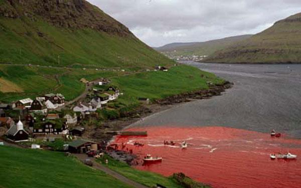 Vergonha golfinhos sangue